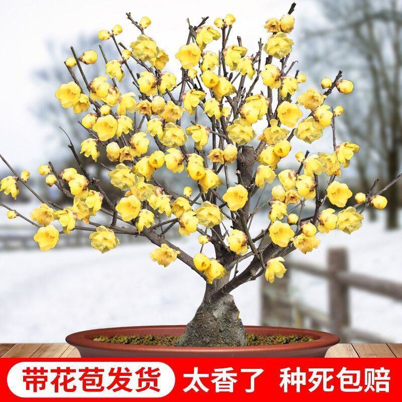 带花苞梅花腊梅红梅绿梅盆栽地栽耐寒耐旱四季开花包