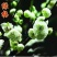 带花苞梅花腊梅红梅绿梅盆栽地栽耐寒耐旱四季开花包