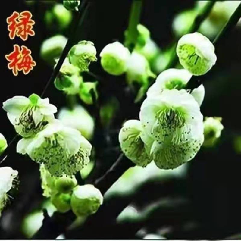 带花苞梅花腊梅红梅绿梅盆栽地栽耐寒耐旱四季开花包