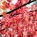 带花苞梅花腊梅红梅绿梅盆栽地栽耐寒耐旱四季开花包