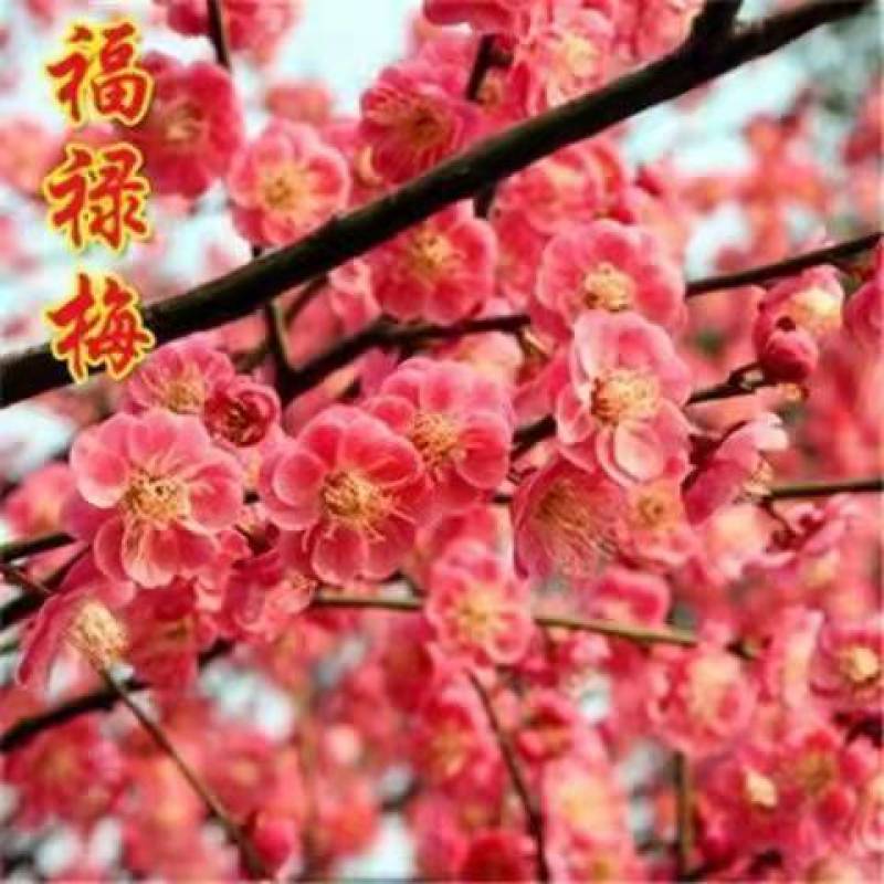 带花苞梅花腊梅红梅绿梅盆栽地栽耐寒耐旱四季开花包