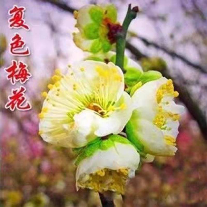 带花苞梅花腊梅红梅绿梅盆栽地栽耐寒耐旱四季开花包