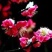 带花苞梅花腊梅红梅绿梅盆栽地栽耐寒耐旱四季开花包