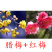 带花苞梅花腊梅红梅绿梅盆栽地栽耐寒耐旱四季开花包