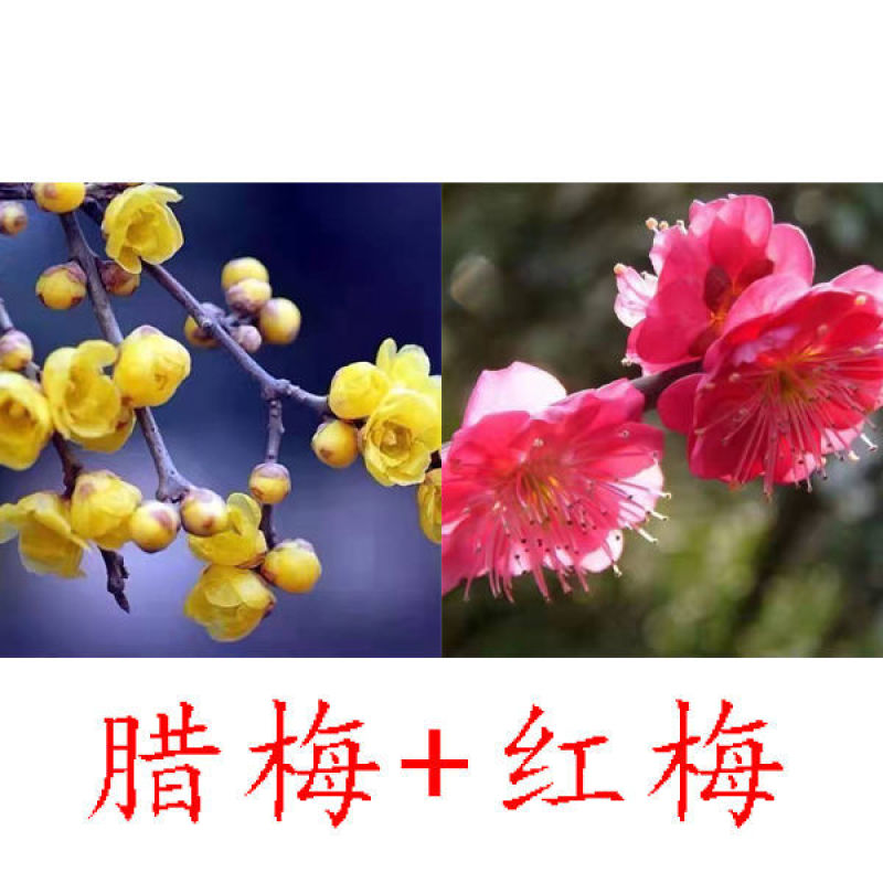 带花苞梅花腊梅红梅绿梅盆栽地栽耐寒耐旱四季开花包
