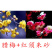带花苞梅花腊梅红梅绿梅盆栽地栽耐寒耐旱四季开花包