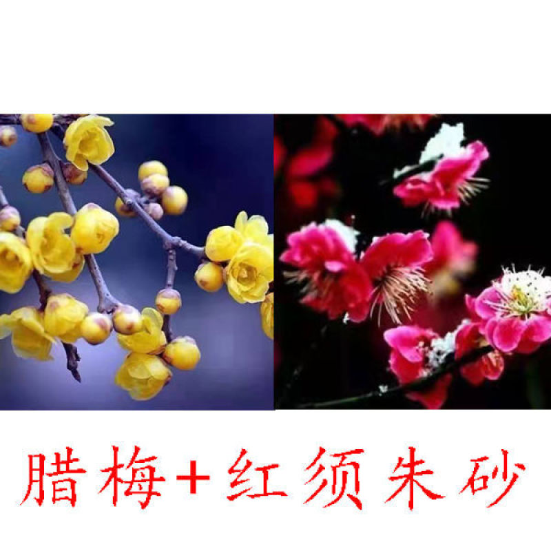 带花苞梅花腊梅红梅绿梅盆栽地栽耐寒耐旱四季开花包