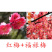 带花苞梅花腊梅红梅绿梅盆栽地栽耐寒耐旱四季开花包