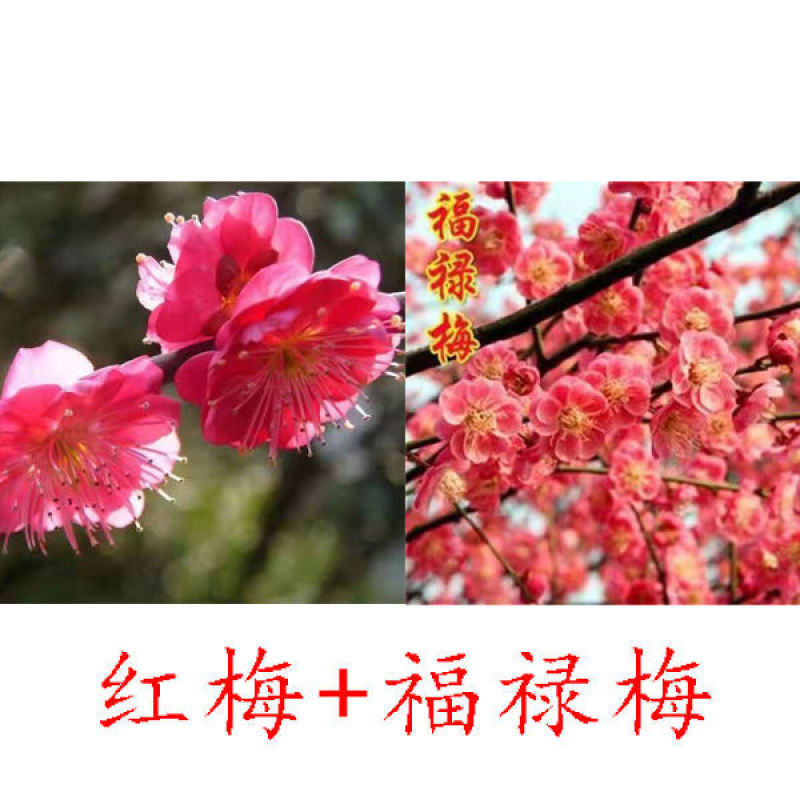 带花苞梅花腊梅红梅绿梅盆栽地栽耐寒耐旱四季开花包