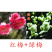 带花苞梅花腊梅红梅绿梅盆栽地栽耐寒耐旱四季开花包