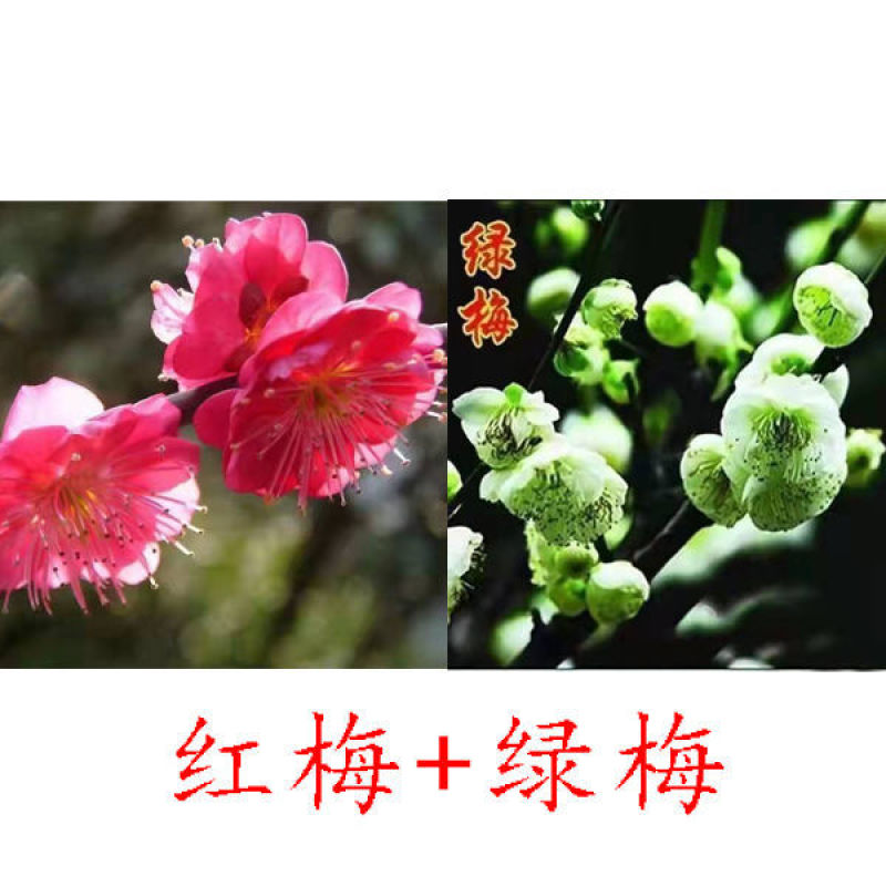 带花苞梅花腊梅红梅绿梅盆栽地栽耐寒耐旱四季开花包
