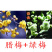 带花苞梅花腊梅红梅绿梅盆栽地栽耐寒耐旱四季开花包