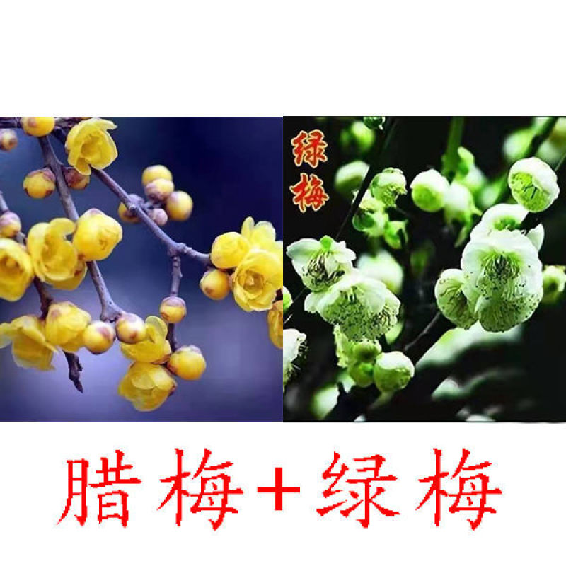 带花苞梅花腊梅红梅绿梅盆栽地栽耐寒耐旱四季开花包