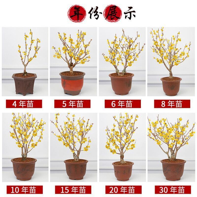 带花苞梅花腊梅红梅绿梅盆栽地栽耐寒耐旱四季开花包