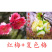 带花苞梅花腊梅红梅绿梅盆栽地栽耐寒耐旱四季开花包