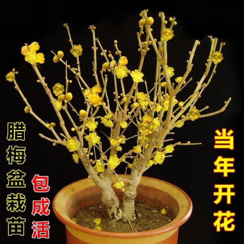 带花苞梅花腊梅红梅绿梅盆栽地栽耐寒耐旱四季开花包