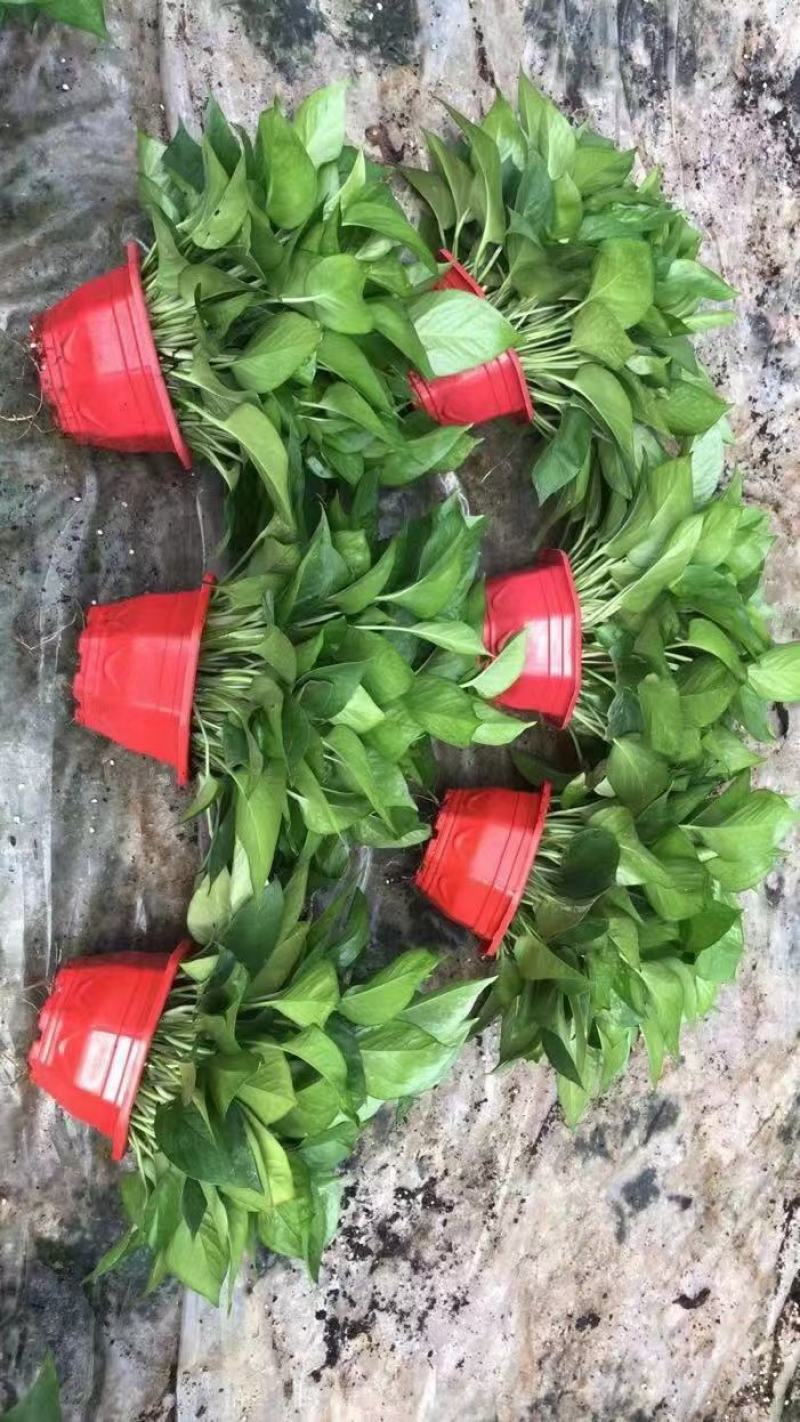室内吸甲醛摆放绿植绿萝佛山基地直销，净化空气