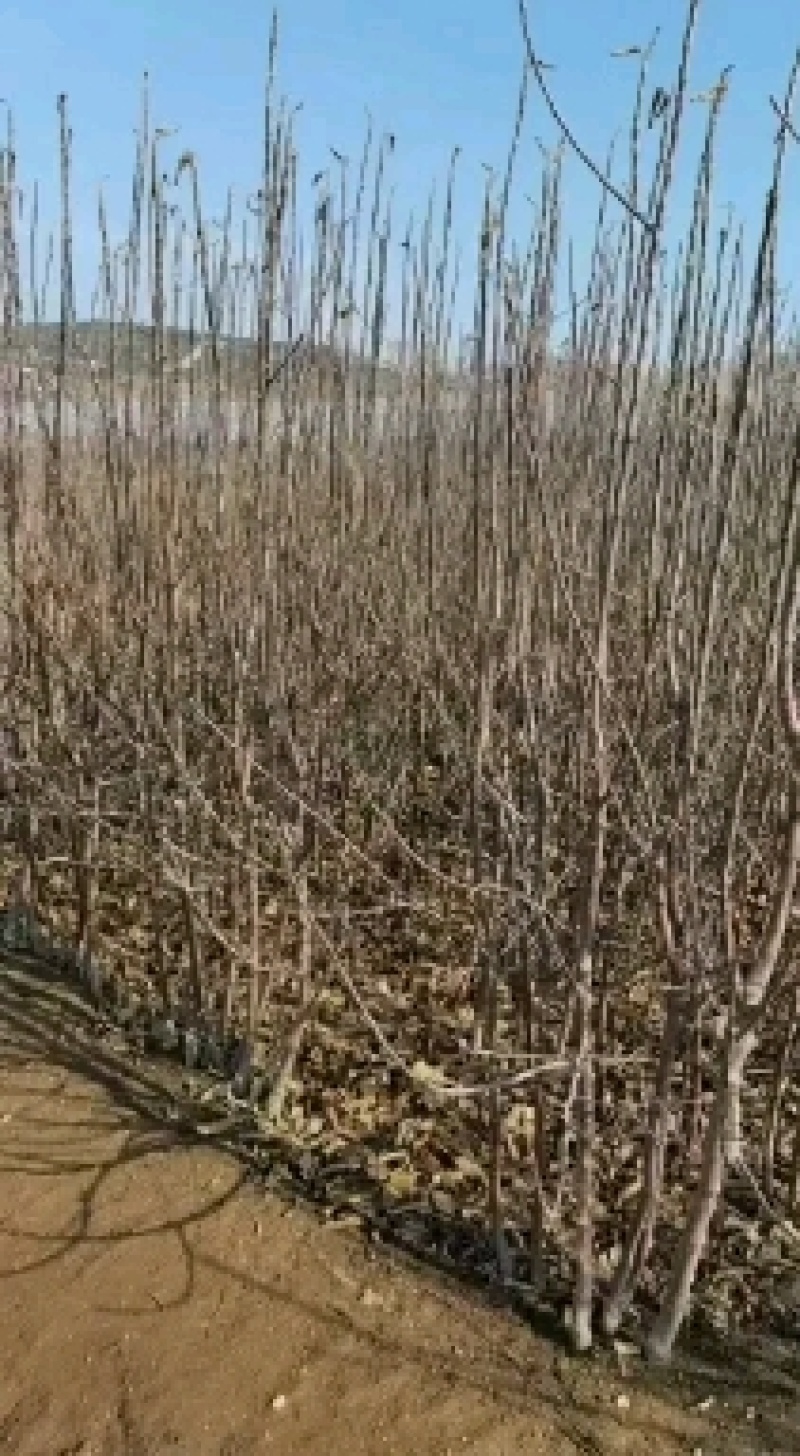 红色之爱，又名红肉苹果，是由日本引进。口感，苹果树苗