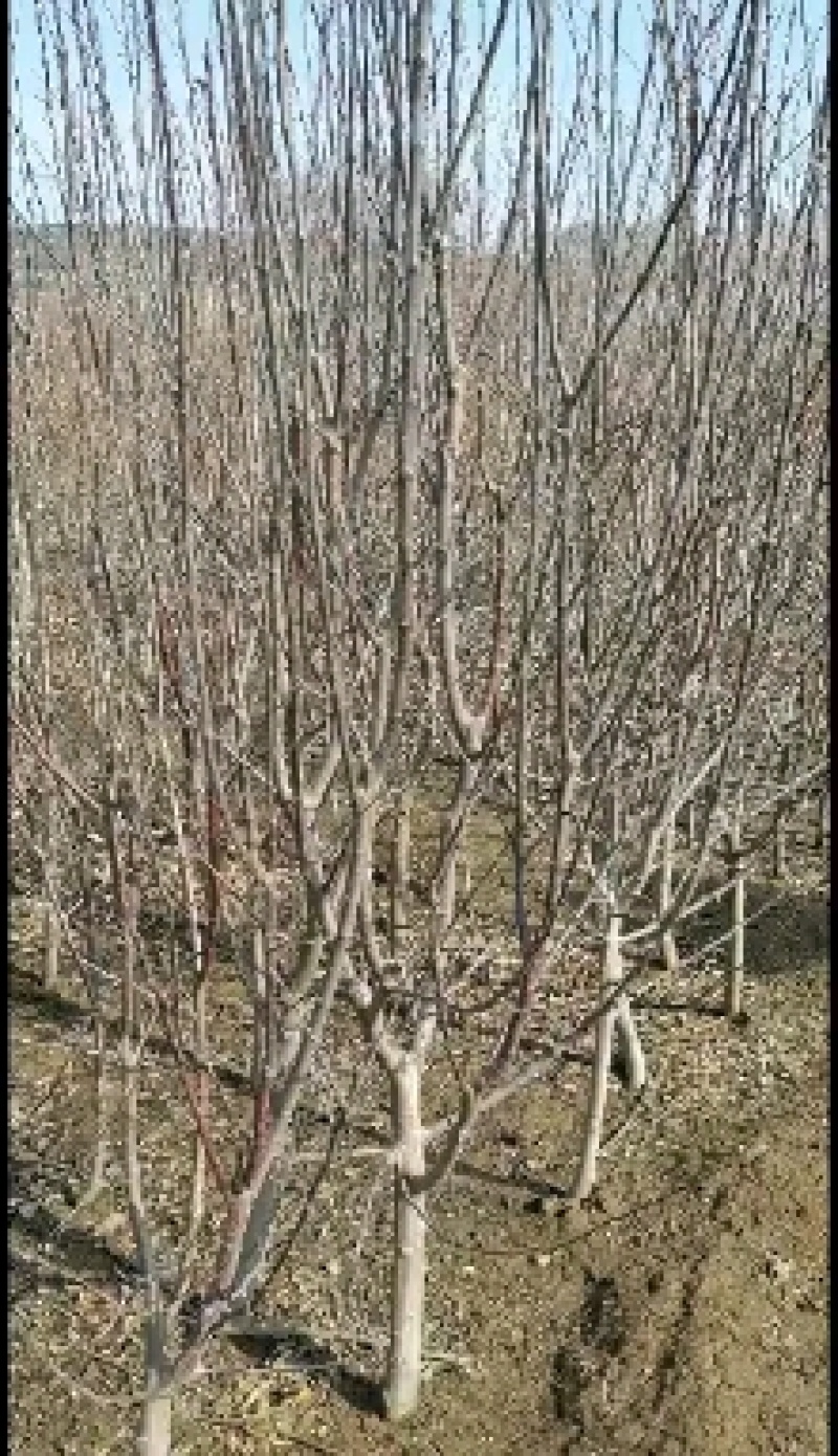 红色之爱，又名红肉苹果，是由日本引进。口感，苹果树苗