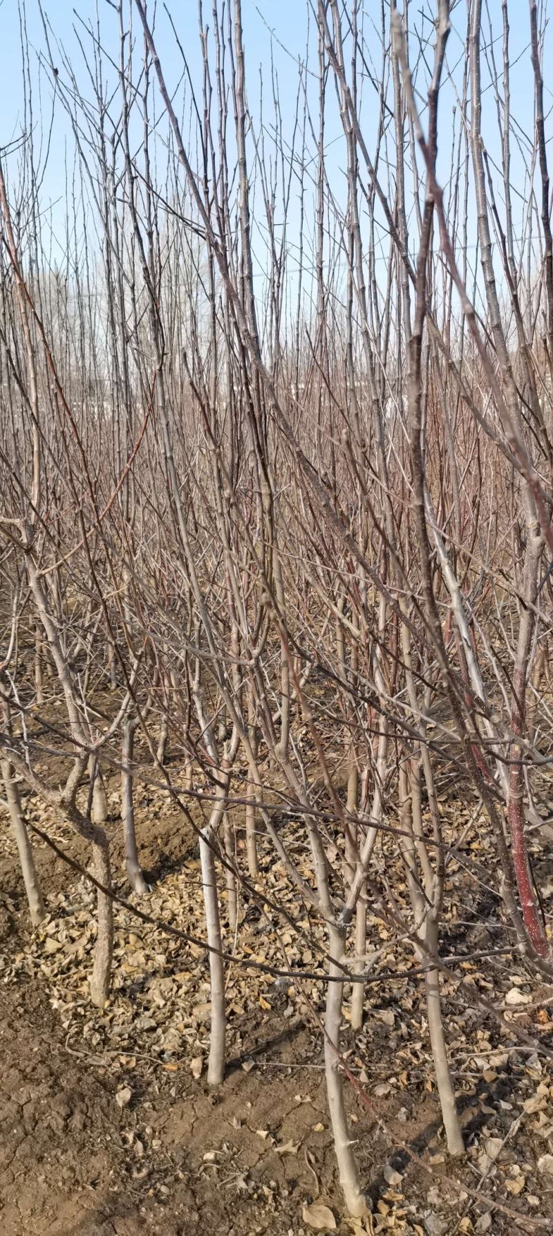 红色之爱，又名红肉苹果，是由日本引进。口感，苹果树苗