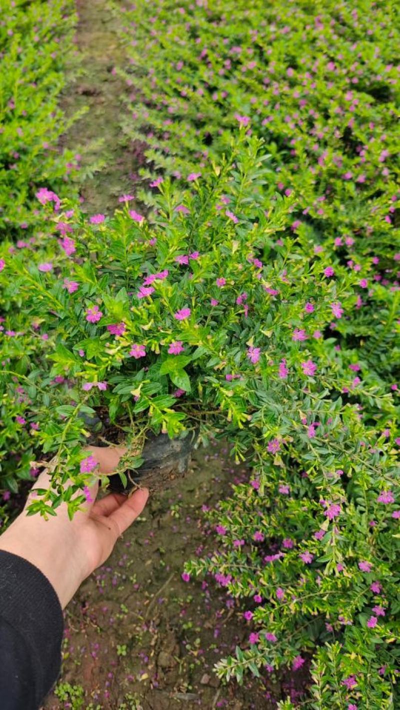 地被绿化苗星花佛山基地直销，地被绿植，一手货源