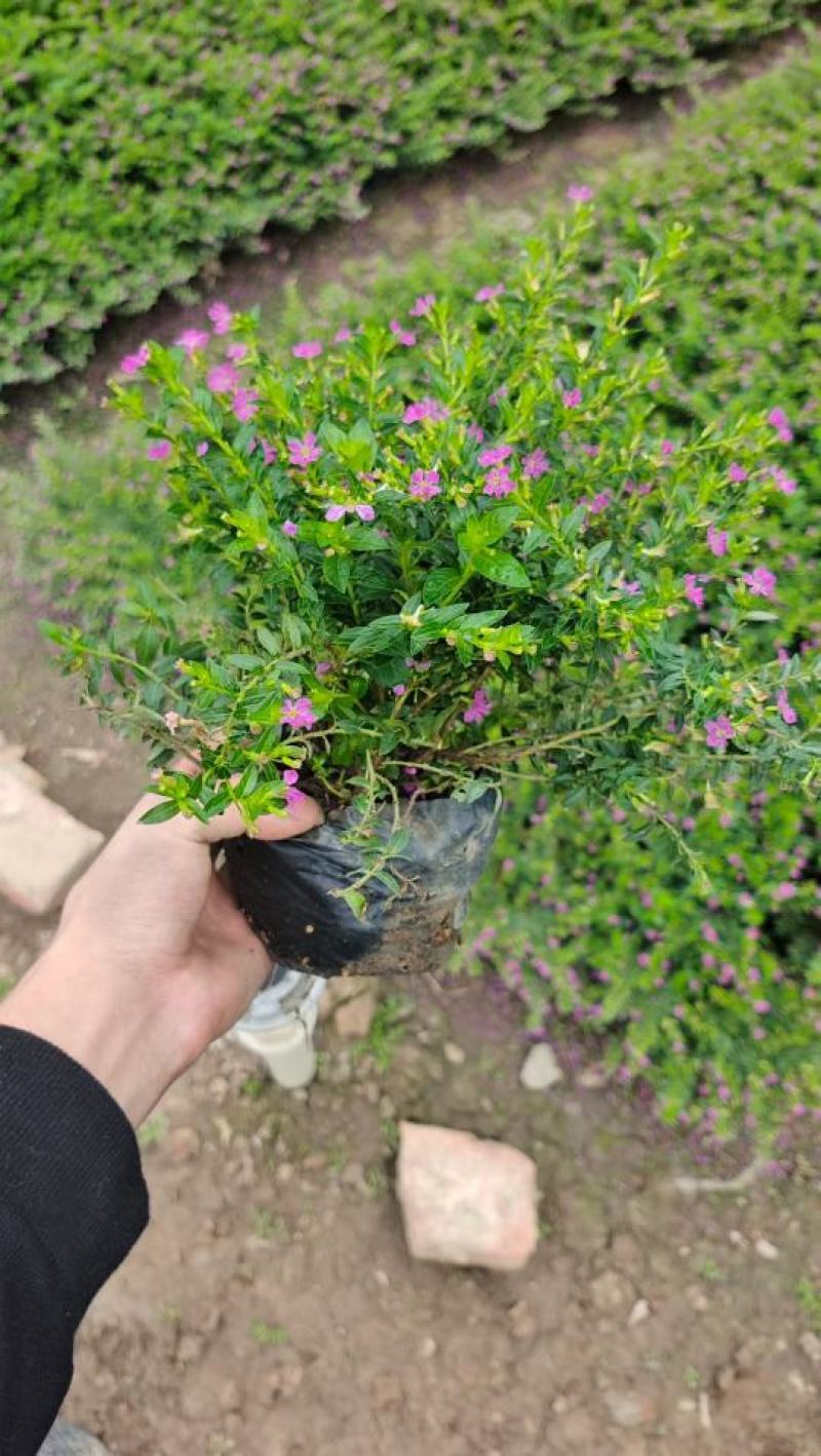 地被绿化苗星花佛山基地直销，地被绿植，一手货源