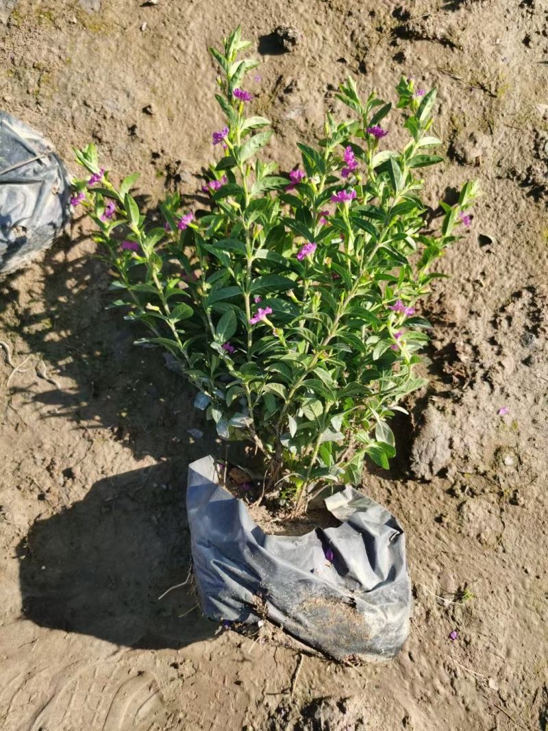 地被绿化苗星花佛山基地直销，地被绿植，一手货源