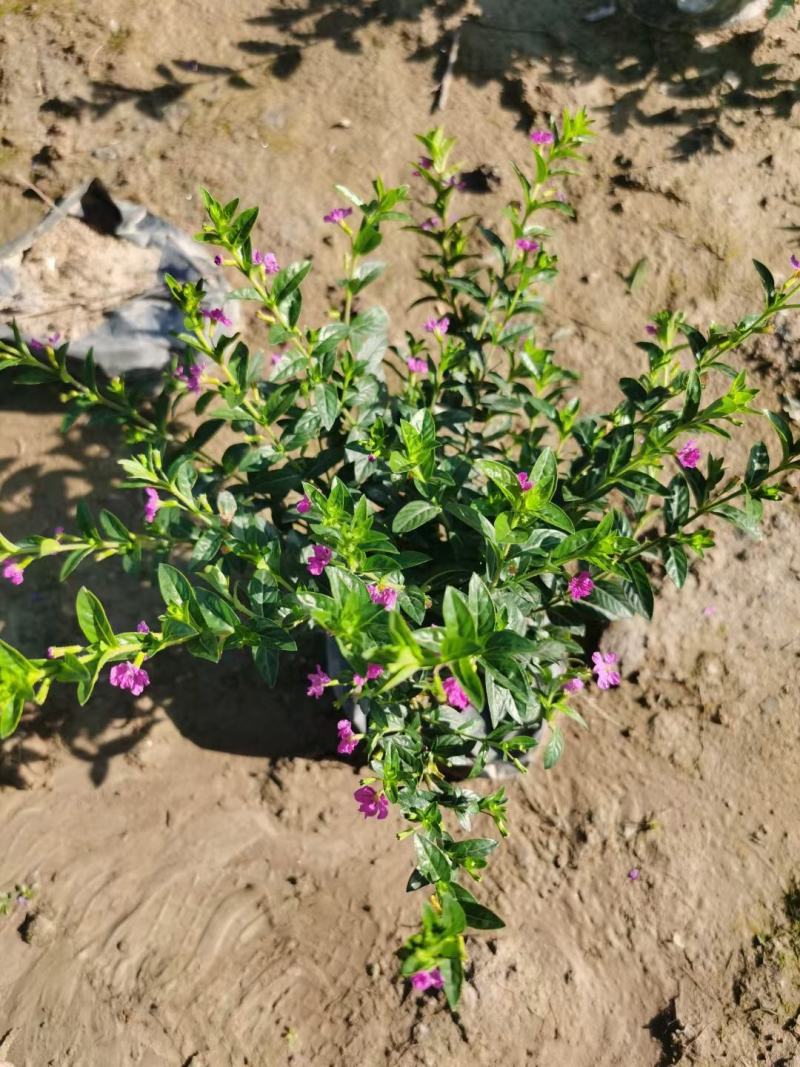 地被绿化苗星花佛山基地直销，地被绿植，一手货源