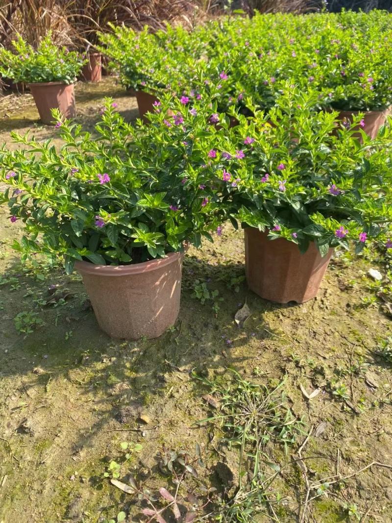 地被绿化苗星花佛山基地直销，地被绿植，一手货源