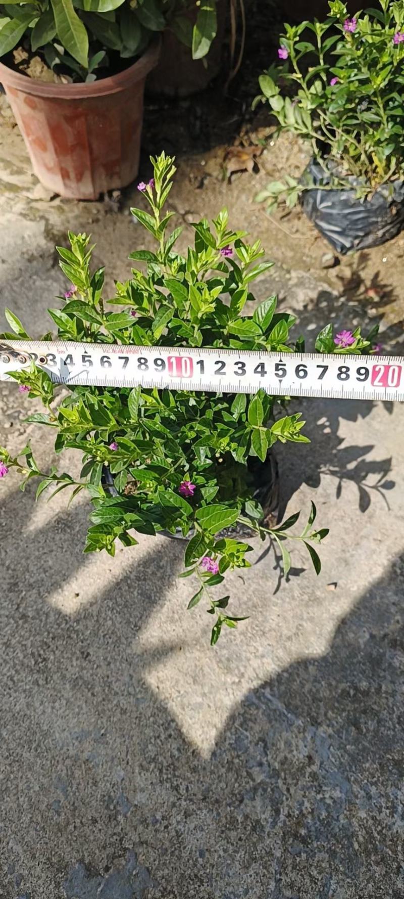 地被绿化苗星花佛山基地直销，地被绿植，一手货源