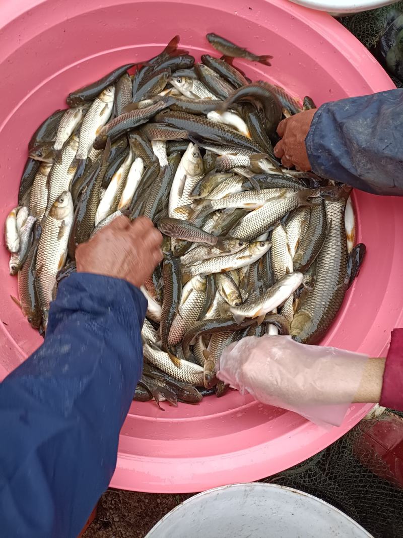 湖南草鱼苗