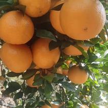 广西贺州大量黄帝柑大量上市了，欢迎，市场老板，电商