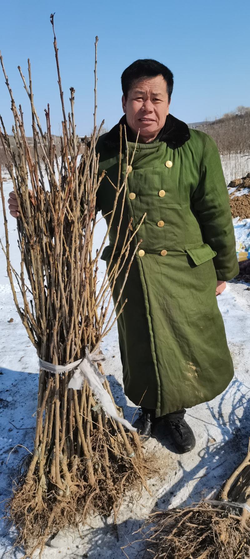 俄罗斯八号车厘子大樱桃苗，耐寒极限零下35度地区可以栽植