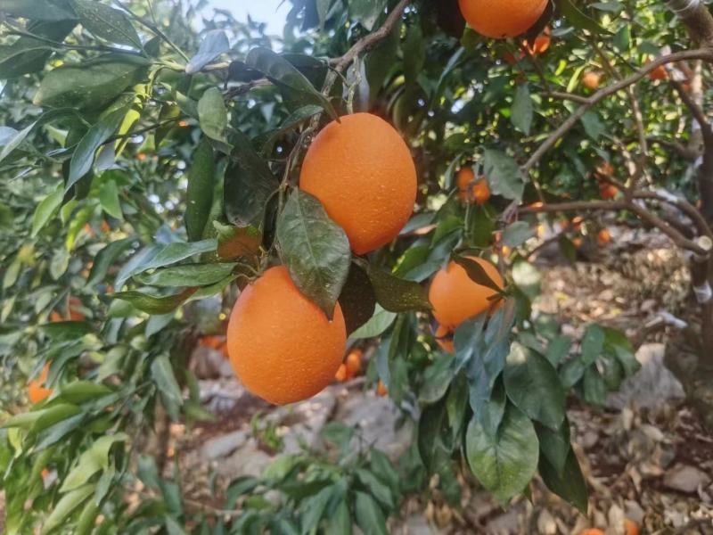 湖北宜昌长虹脐橙口感甜供应社区团购+批发商