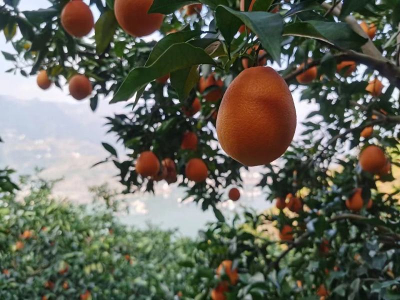 湖北宜昌长虹脐橙口感甜供应社区团购+批发商