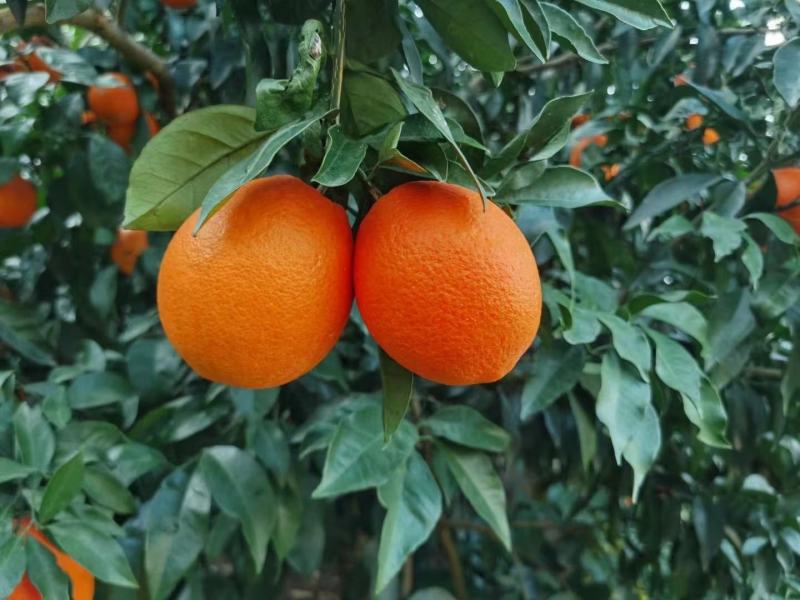 湖北宜昌长虹脐橙口感甜供应社区团购+批发商