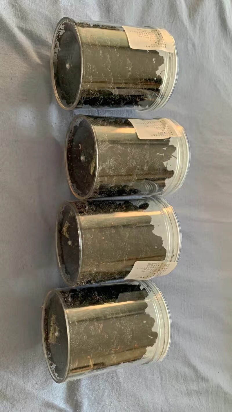 【2斤30元包邮】桑葚干桑葚茶可泡水可煮饭
