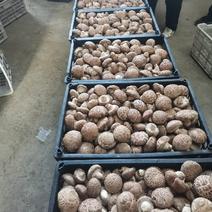 原产地鲜香菇808，质量保证，价格，一手货源！