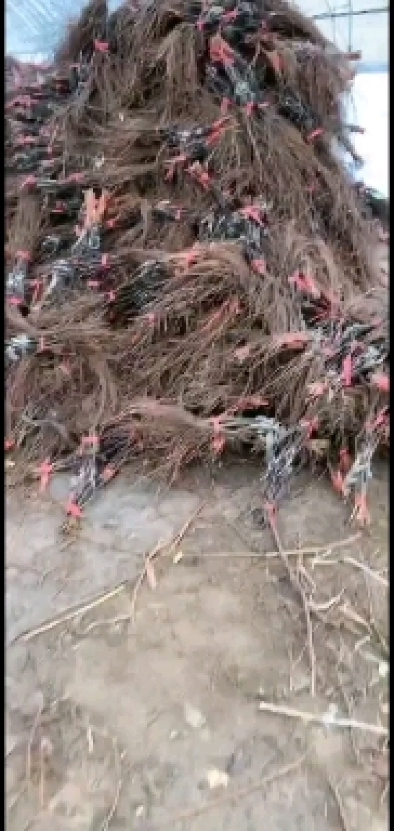 克伦生葡萄苗。保证纯度保证质，自然大粒无核。果肉硬脆。