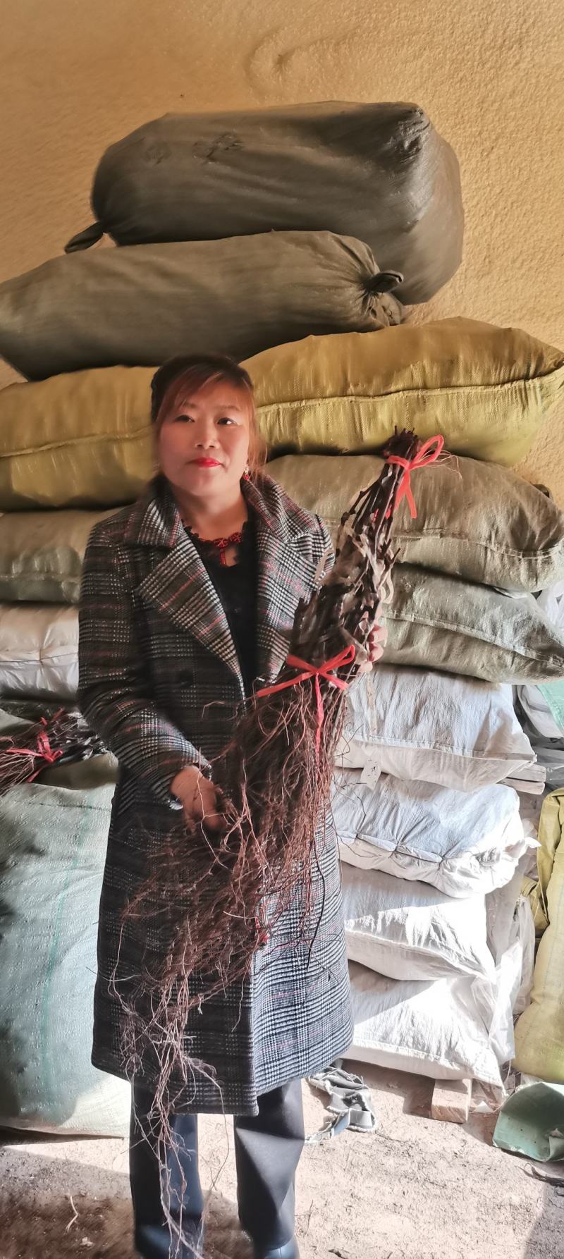 克伦生葡萄苗。保证纯度保证质，自然大粒无核。果肉硬脆。