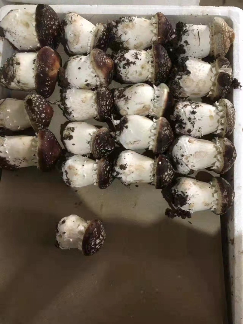 当天采摘，赤松茸，是一种高端食用菌