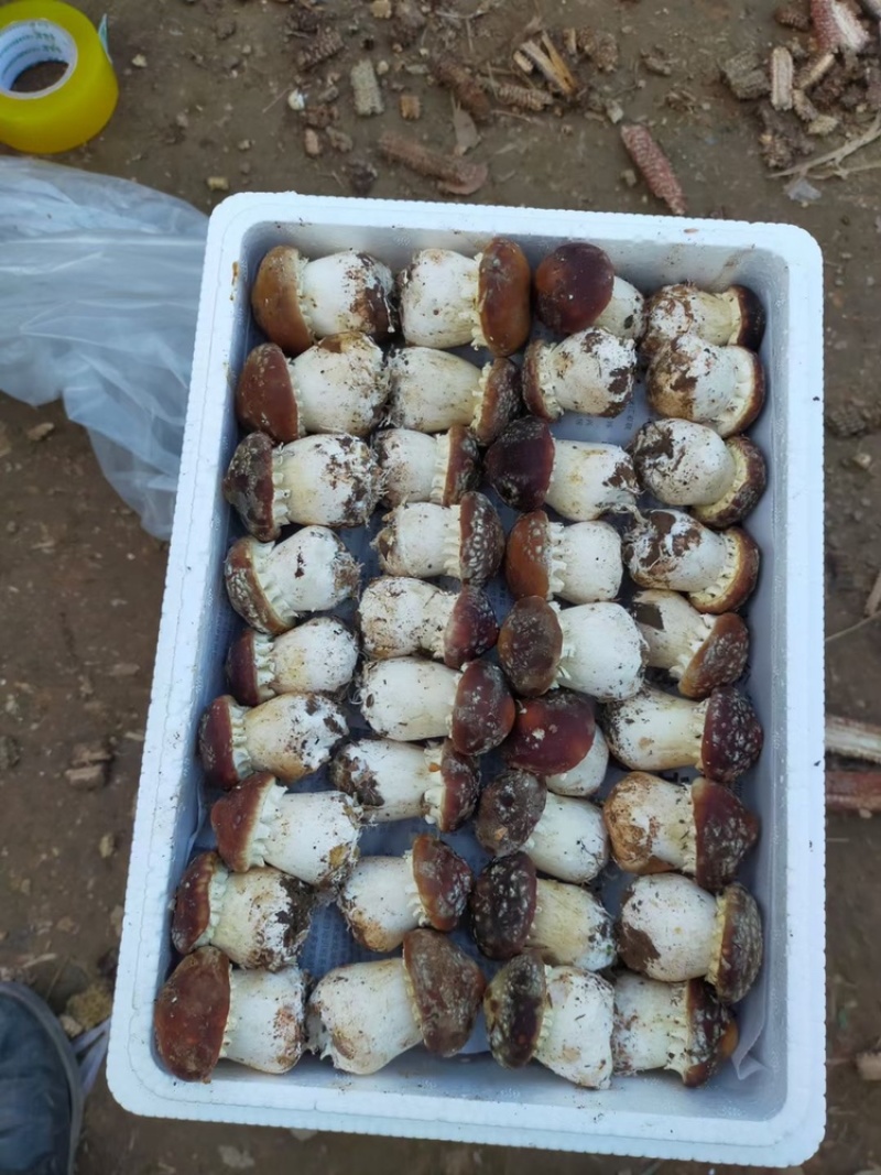 当天采摘，赤松茸，是一种高端食用菌