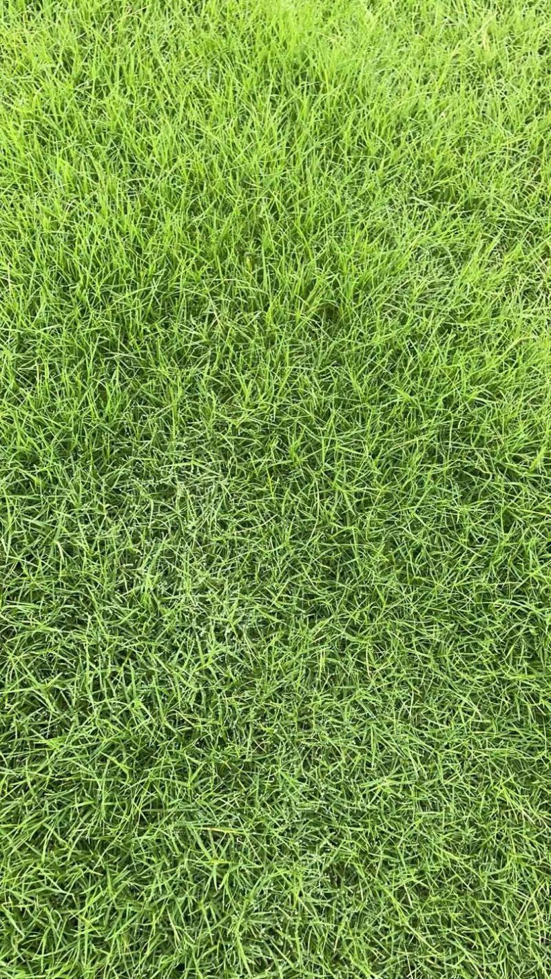 四季青草坪种子价格黑麦草百慕大剪股颖果岭草草坪