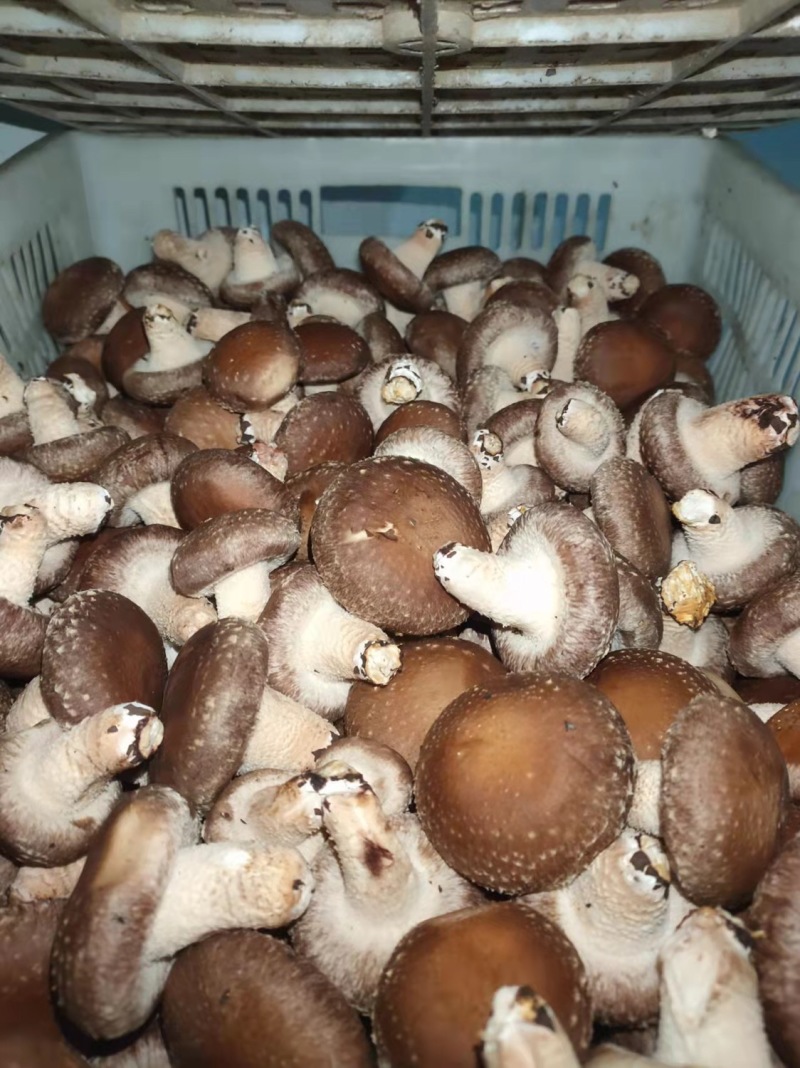 鲜香菇精品货