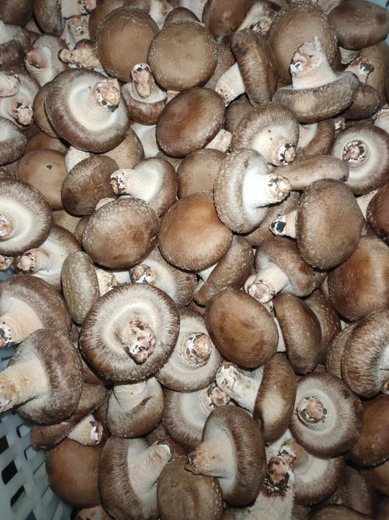 鲜香菇精品货