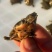 甲鱼苗直接放塘苗煮菜大甲鱼各种规格尺寸