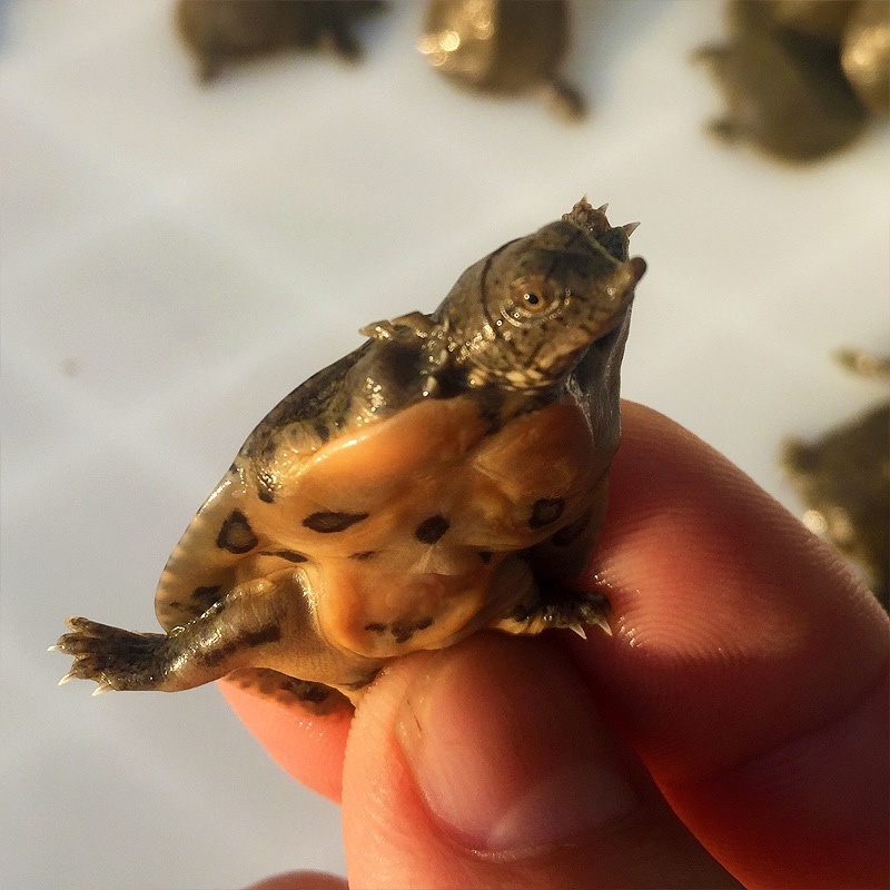 甲鱼苗直接放塘苗煮菜大甲鱼各种规格尺寸