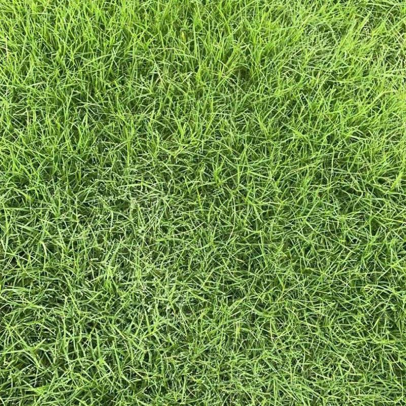草坪足方价格四季青果岭草百慕大马尼拉高羊茅草坪