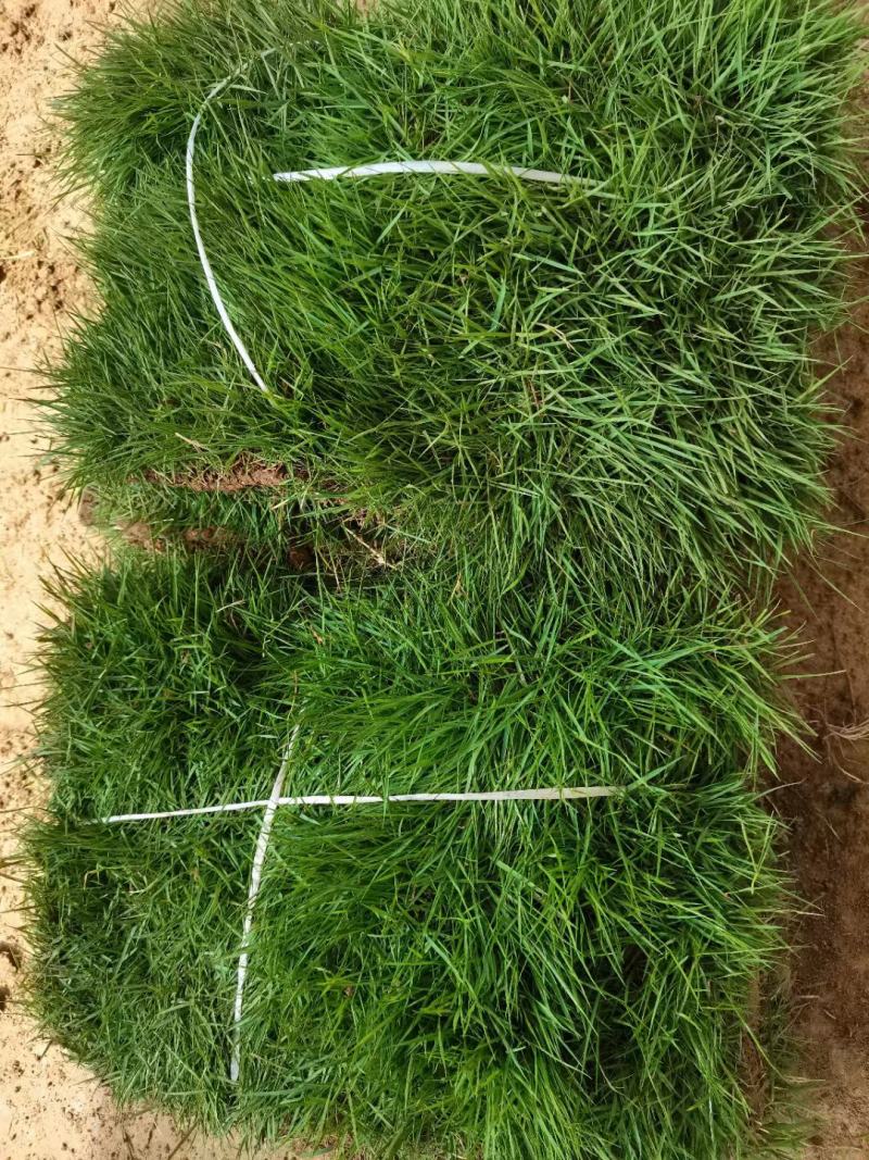 草坪足方价格四季青果岭草百慕大马尼拉高羊茅草坪
