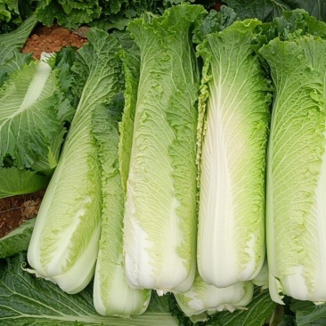 大量供应横县长白菜竹筒青竹青大白菜大绿白菜卷筒青野菜